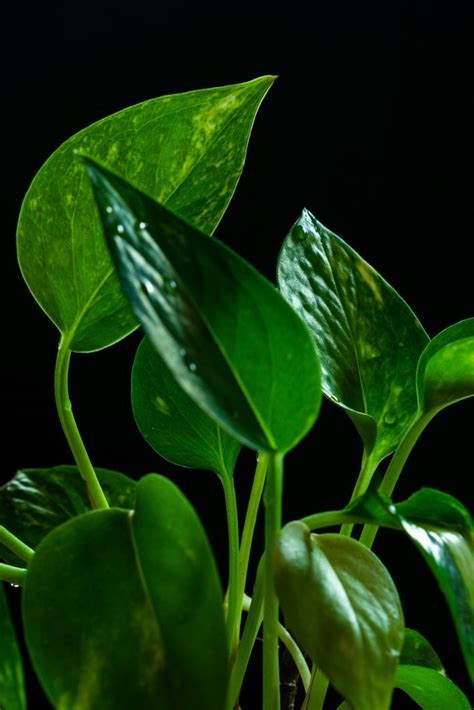 Money Plant Leaves With A Dark Background Pixahive