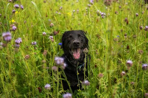 However, they are nsaids can increase your risk of a fatal heart attack or stroke. Aspirin for Dogs | Using NSAIDs to Control Dog Pain