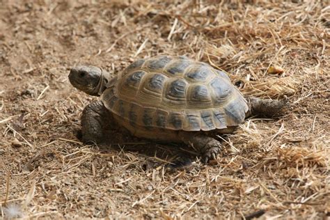 1 zoo med tortoise house. What is the Life Span of a Russian Tortoise? You'll Be ...