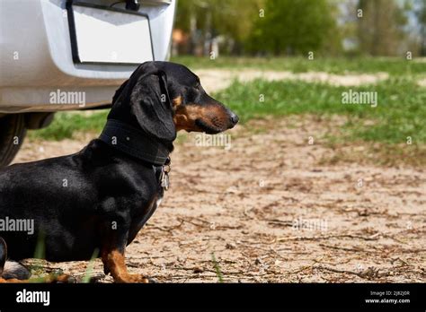 Terrible Guard Dog Dachshund Guards The Owners Car Stock Photo Alamy