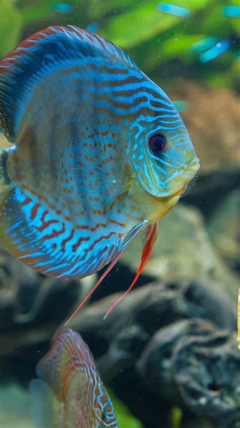 Wallpaper Discus Exotic Aquarium Fish Close Up Water Blue Orange Worlds Best Diving