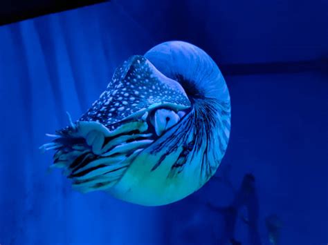 250 Nautilus Swimming Stock Photos Pictures And Royalty Free Images