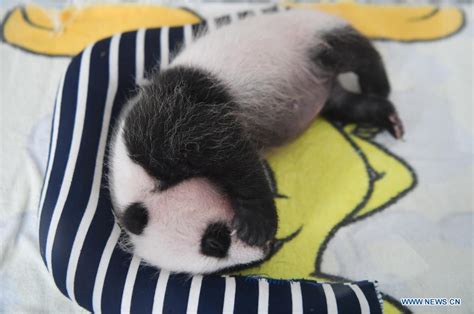 Shaanxi Centro De Investigación De Pandas Gigantes De Qinling Ha Sido