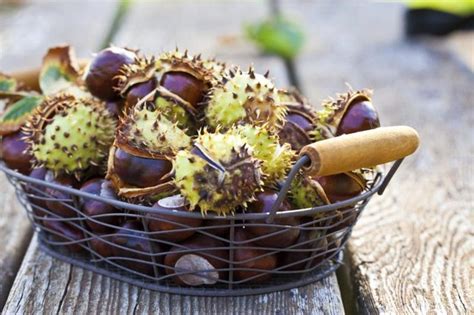 Check spelling or type a new query. A basket of split chestnut burrs in a basket on an outdoor ...