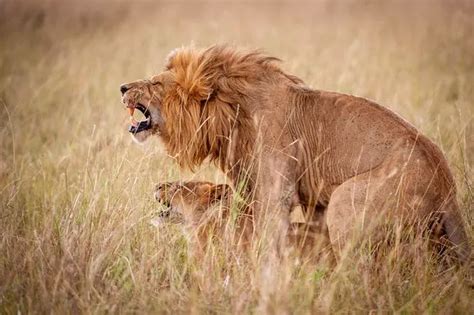 Hilarious Pictures Show Sex Faces Of Frisky Lions Caught On Camera By