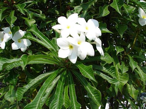 Plumeria flowers with it's main color of yellow. Plumeria, Frangipani, article