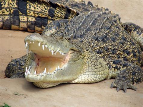 A Salty Salt Water Crocodile The Largest Living Reptile Mature Males