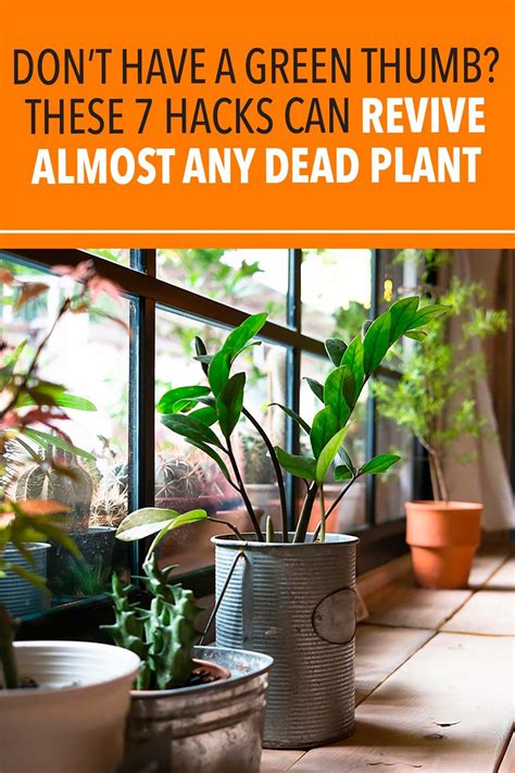 Check spelling or type a new query. Don't Have a Green Thumb? These 7 Hacks Can Revive Almost Any Dead Plant | Plants, Plant care ...
