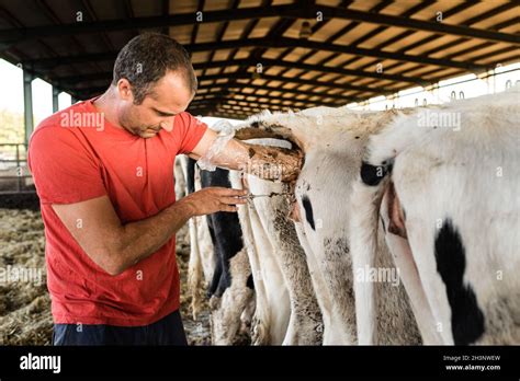 Farmer Worker Doing An Artificial Insemination Procedure On A Cow In A