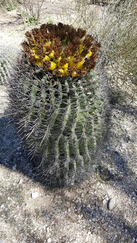 Barrel Cactus Tubac Az Roaming The Back Roads