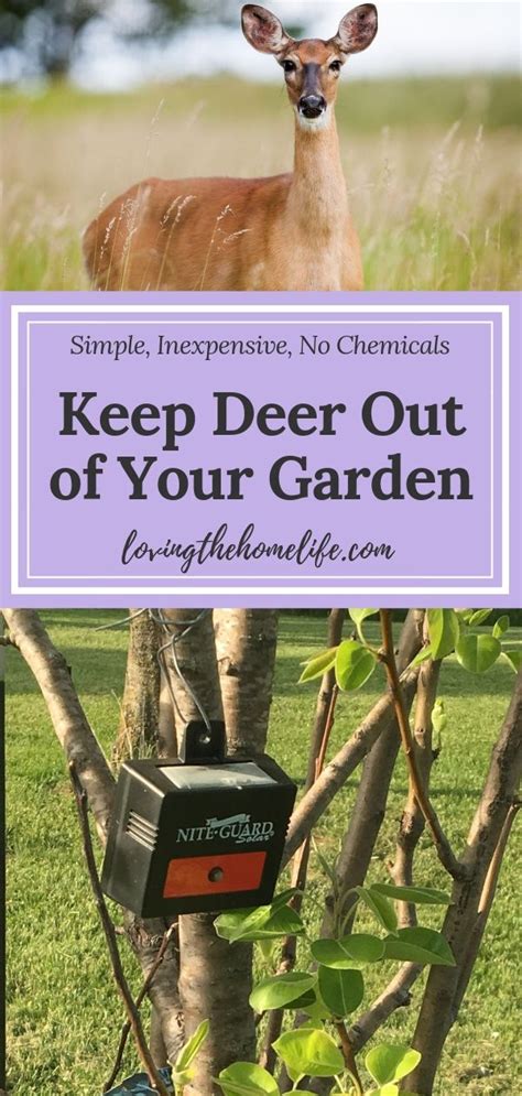 Check spelling or type a new query. Keep Deer Out of Your Garden with this One Item | Deer ...