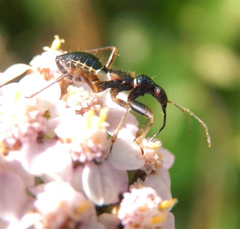 Damsel Ant Mimic Bug Himacerus Mirmicoides In Gunnersbury Triangle