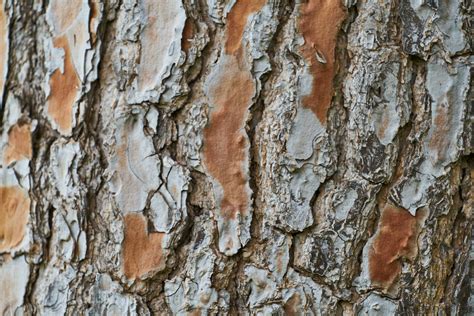 Close Up View Of A Tree Bark · Free Stock Photo