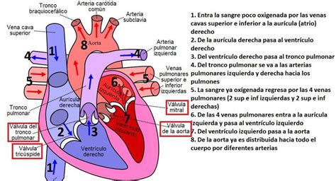 Anatomia Del Corazon Anatomia Anatomia Medica Anatomia Y Fisiologia Images