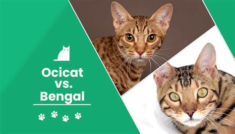 Ocicat Vs Bengal Whats The Difference With Pictures Excitedcats
