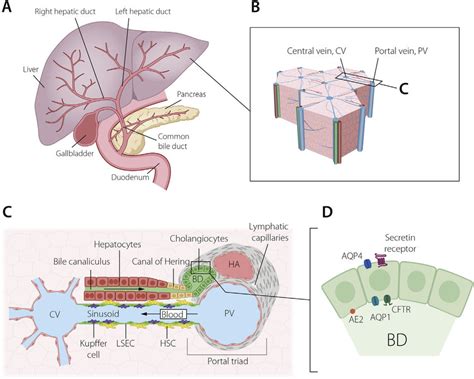 The Biliary System Of The Liver A Schematic Depiction Of The