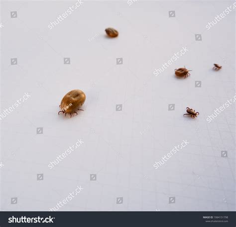Acarus Parasites Mite Several Ticks Removed Stock Photo 1984151798