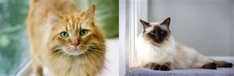 Ginger Tabby Vs Balinese Breed Comparison Mycatbreeds
