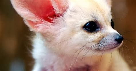 Mindblowing Planet Earth Fennec Fox Is The Most Cute Animal In The World