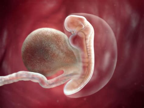 5 Week Old Fetus Fetal Development By Week Prenatal Development Five