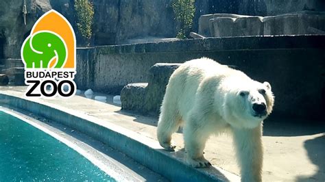 Zvieratká Zo Zoo Budapešť Kam S Deťmi Na Výlet Youtube
