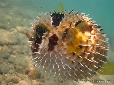 The Mysterious Pufferfish The Wonder Of Natures Defense