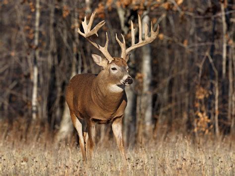 Best Deer Hunting Times Bullseye Hunting