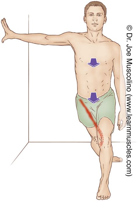 Sartorius Stretching Learn Muscles