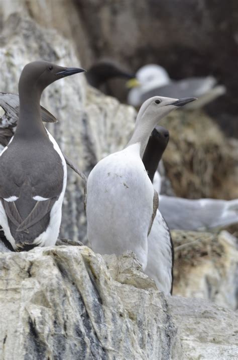 Luecistic Guillemot - Serenity Farne Islands Boat Tours and Trips