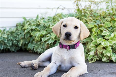 Pictures Of Yellow Lab Puppies Download Yellow Labrador Retriever