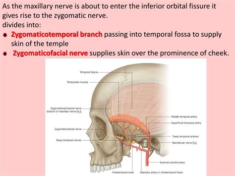 Ppt Infratemporal And Pterygopalatine Fossae Powerpoint Presentation