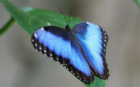 High Resolution Wallpapers Widescreen Butterfly Blue Morpho Blue
