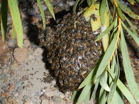 Cape Honey Bee Apis Mellifera Capensis Colorado Native Bee