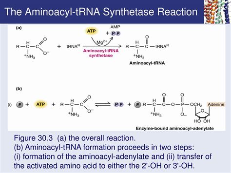 Study protein synthesis flashcards from kieran busby's class online, or in brainscape's iphone or android describe the role of rna polymerase in transcription. PPT - Chapter 30 Protein Synthesis PowerPoint Presentation ...