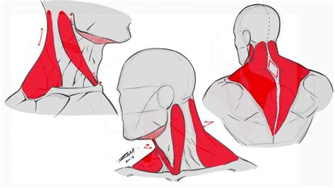 Drawing The Back And Neck Muscles Basic Anatomy Youtube