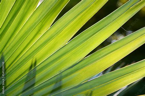 Sabal Palm Stock Photo Adobe Stock