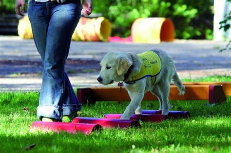 Seit wenigen jahren gibt es auch ein patenprogramm. Ride4Help unterstützt Hunde für Handicaps e.V. - Ride 4 Help