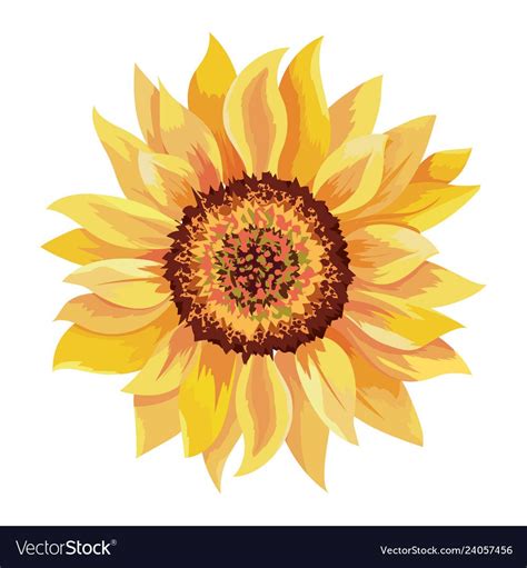 A Sunflower With Yellow Petals On A White Background