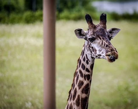 Giraffe Zoo Africa Free Photo On Pixabay Pixabay