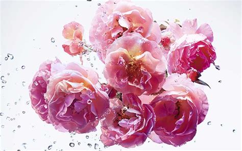 Miss Dior Rose N Roses 🥇 Fragancia De Amor De Verdad
