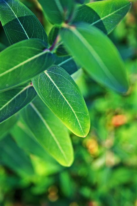 Veined Green Leaves Free Stock Photo Public Domain Pictures