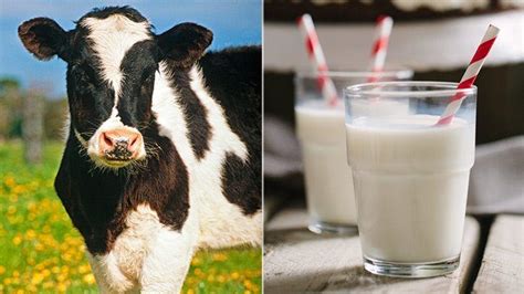 Best And Worst Milks To Drink For Your Cholesterol Levels