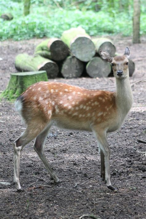 Japanese Sika Deer Zoochat