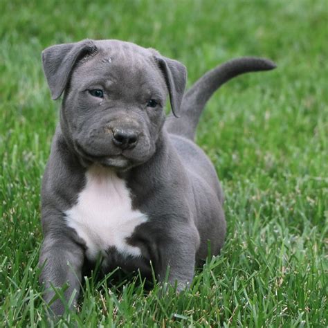 As the pups complete on the week, the eyes remain closed. 20 Interesting Facts About Blue Nose Pitbull Dog Breed ⋆ American Bully Daily