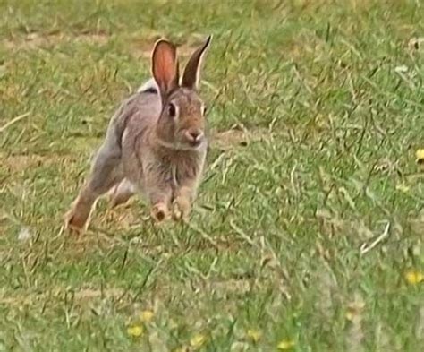 Rabbit Running Rabbit Run Animal Study Rabbit