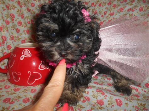 The malti poo is an intelligent, loving dog. Maltipoo Puppies For Sale | West Bloomfield Township, MI #194850