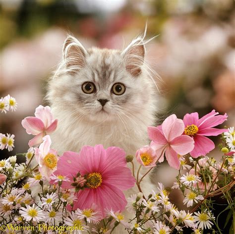persian kitten among pink flowers photo wp15897