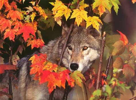 White Wolf Breathtaking Photos Of Wolves In The Woods During The