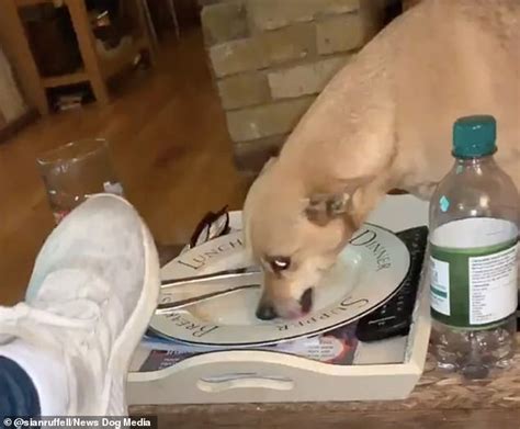 Chihuahua Cross Transforms Into A Snarling Gollum When His Owner Tells