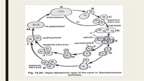 Yeast Morphology And Life Cycle Online Biology Notes